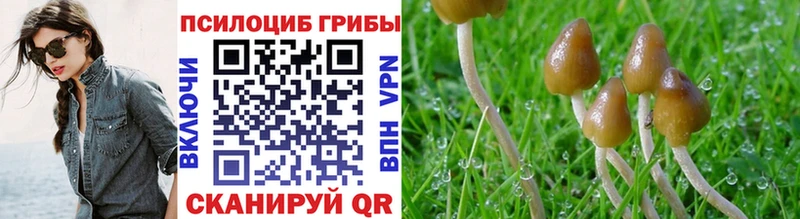 Галлюциногенные грибы Psilocybine cubensis  сколько стоит  Избербаш 